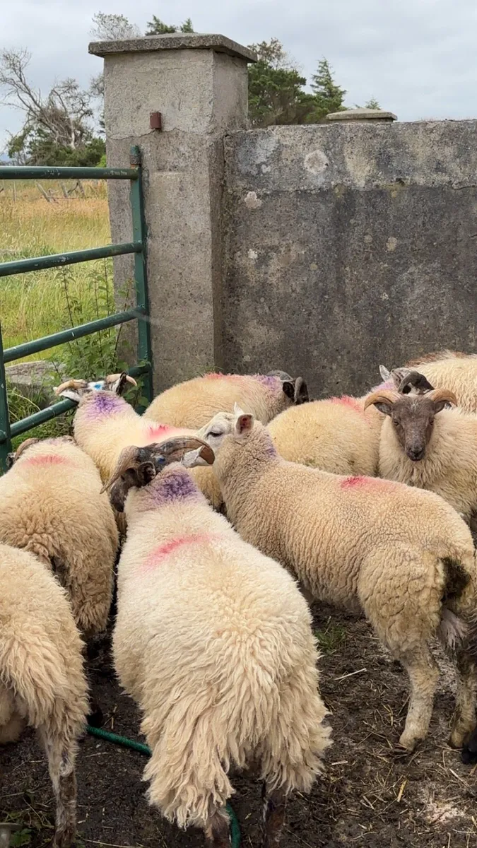 13 ram lambs - Image 2