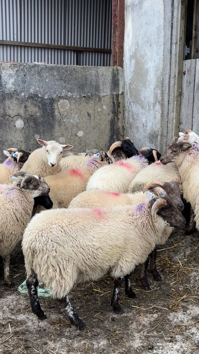 13 ram lambs - Image 3