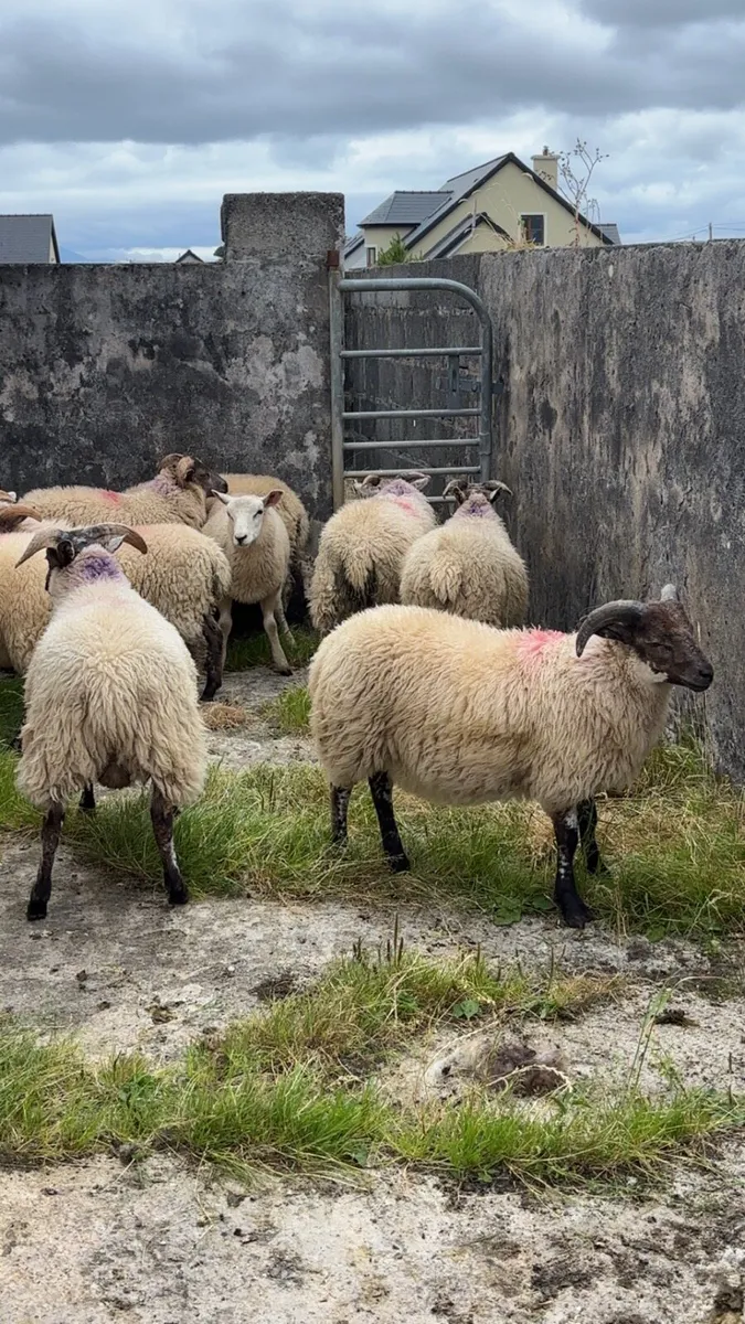 13 ram lambs - Image 4
