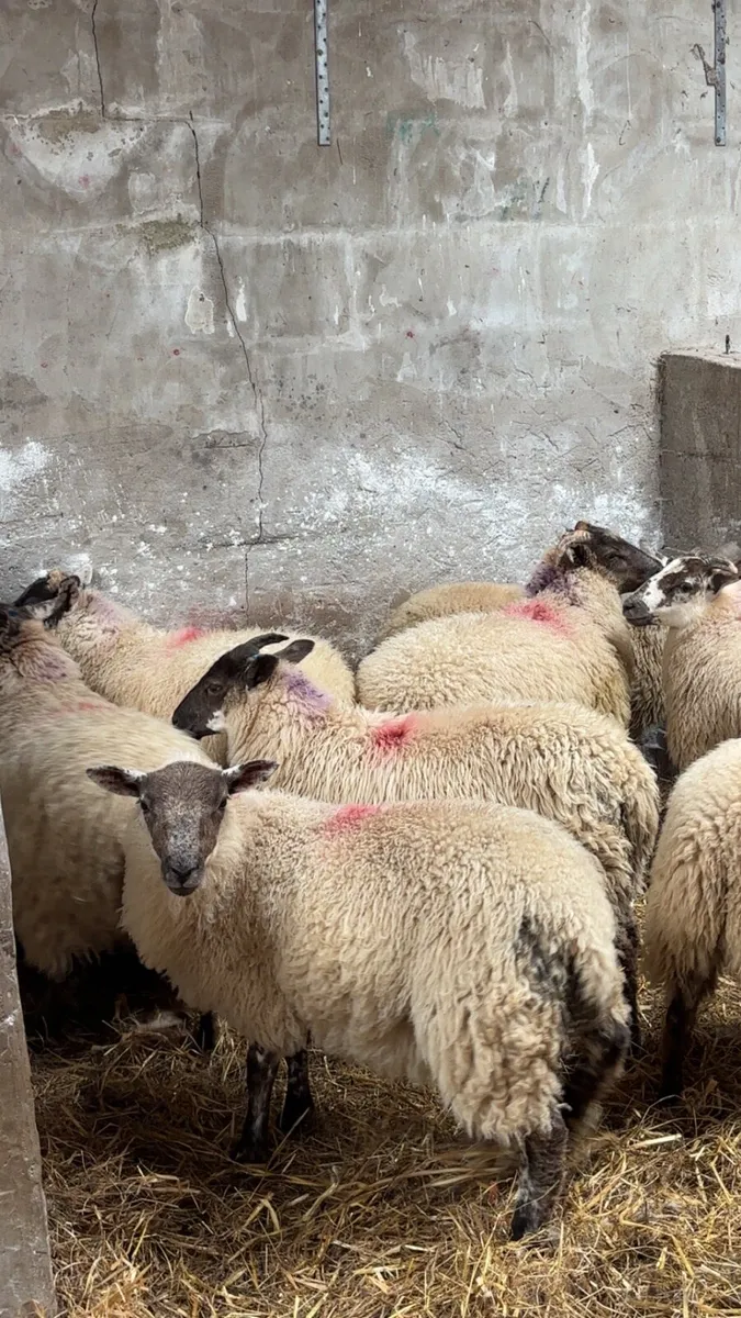 8 organic ewe lambs chevoit cross - Image 1