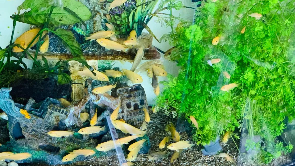Yellow Lab + Texas cichlids - Image 1