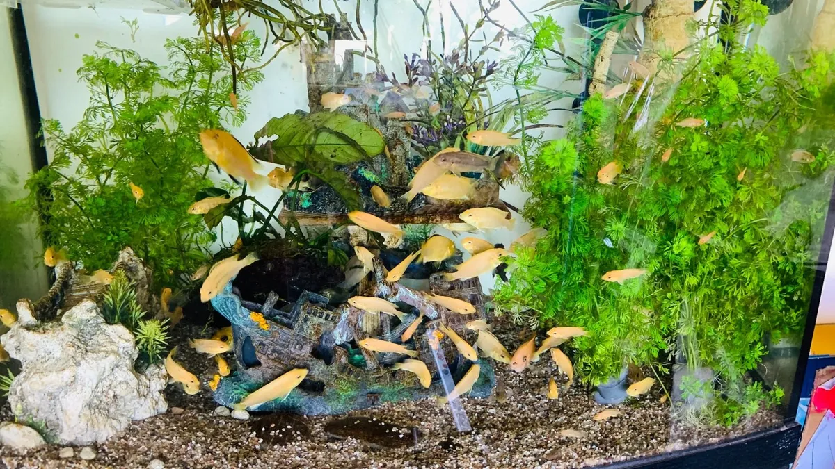 Yellow Lab + Texas cichlids - Image 2