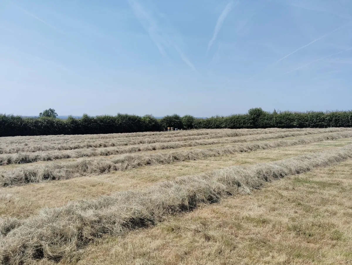 Square Bales of Hay - Image 2