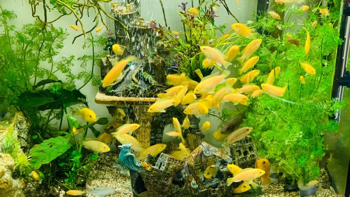Yellow Lab + Texas cichlids - Image 3