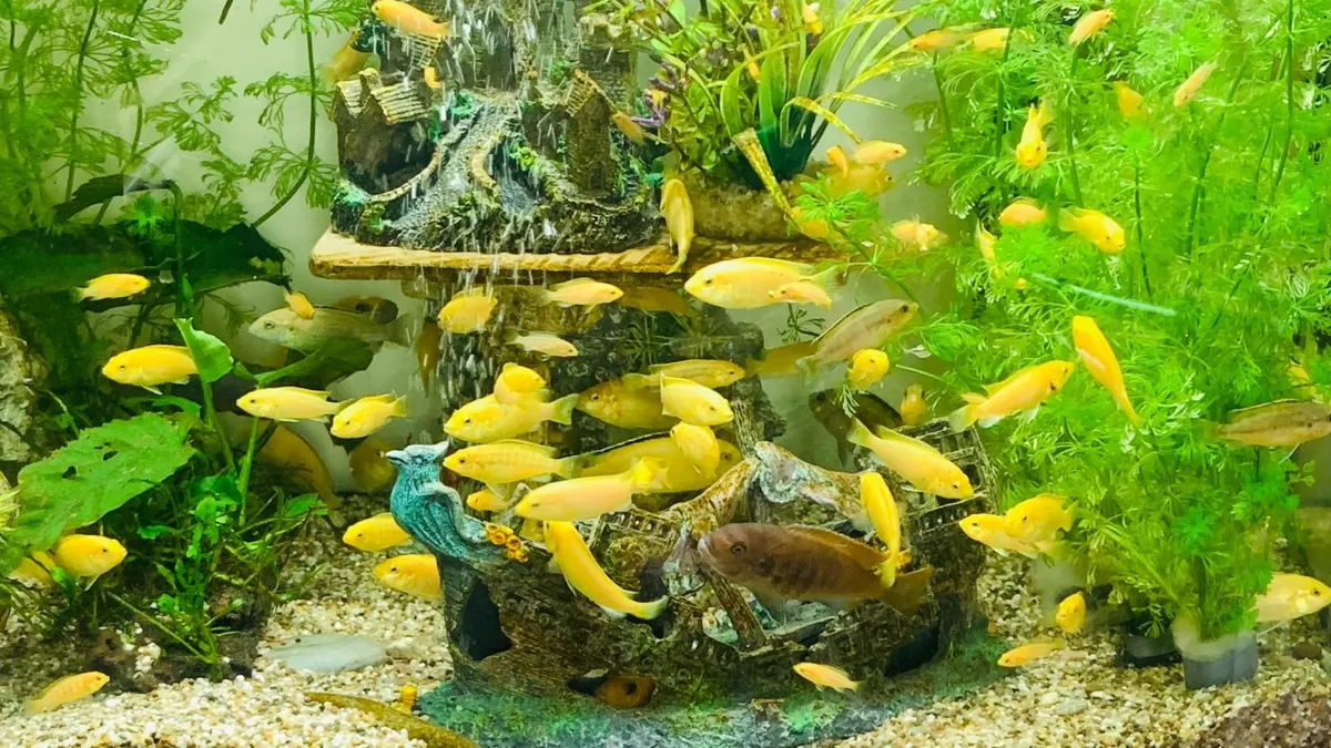Yellow Lab + Texas cichlids - Image 4