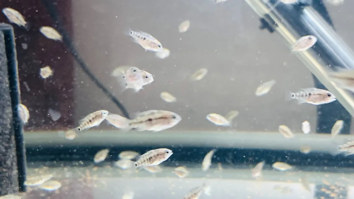 Yellow Lab + Texas cichlids - Image 3
