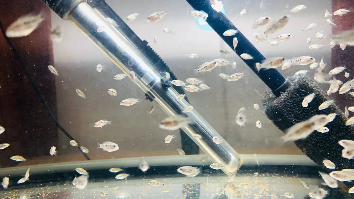 Yellow Lab + Texas cichlids - Image 4