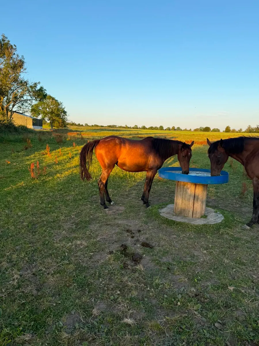 Thoroughbred Horses - Image 1