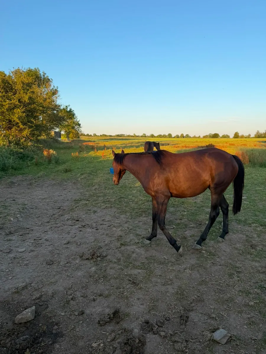 Thoroughbred Horses - Image 2