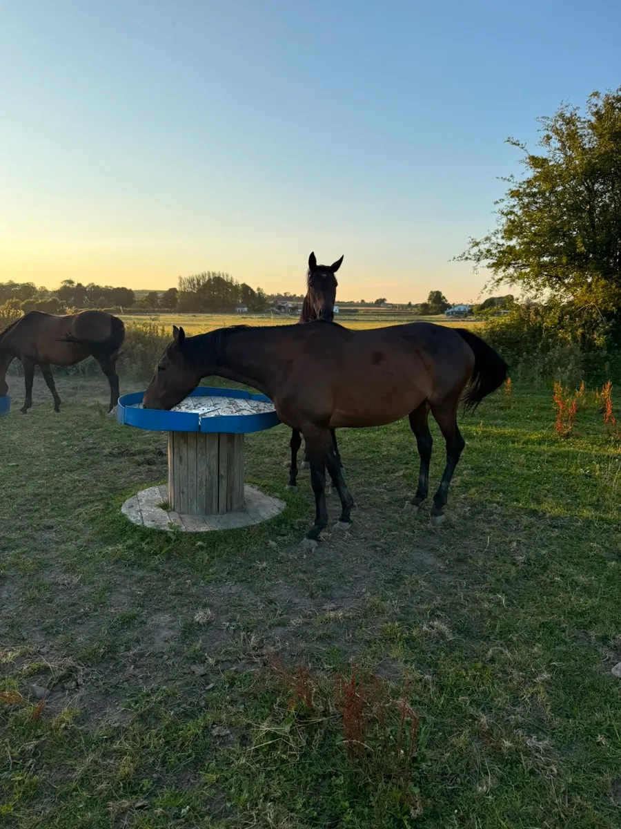 Thoroughbred Horses - Image 3