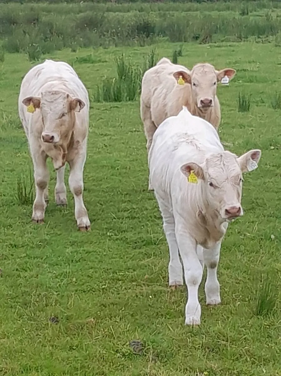 Fully Organic Calves 3 to 6 mths - Image 1
