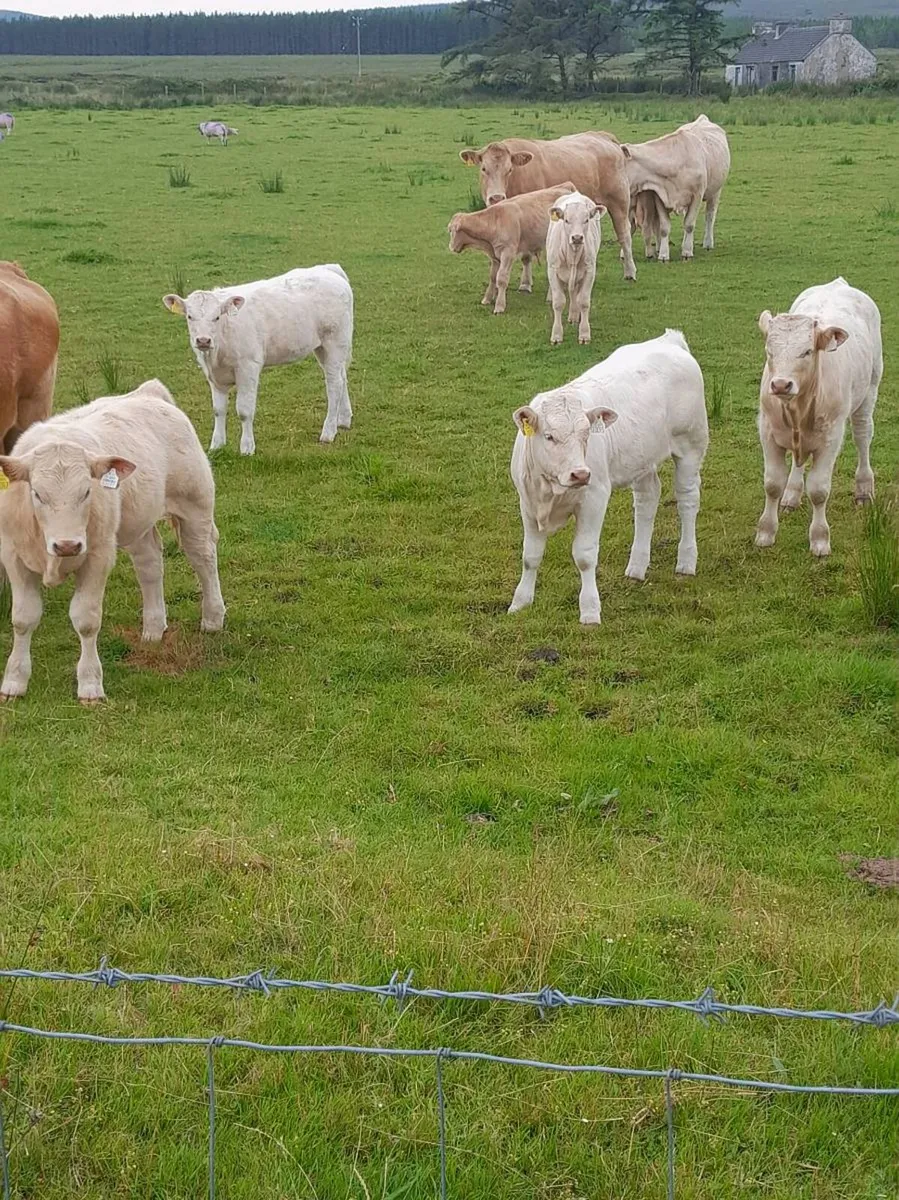 Fully Organic Calves 3 to 6 mths - Image 2