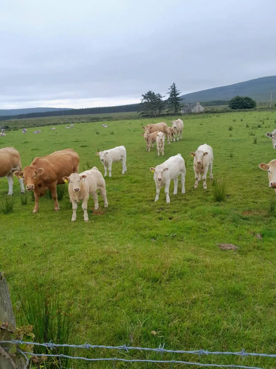 Fully Organic Calves 3 to 6 mths - Image 3