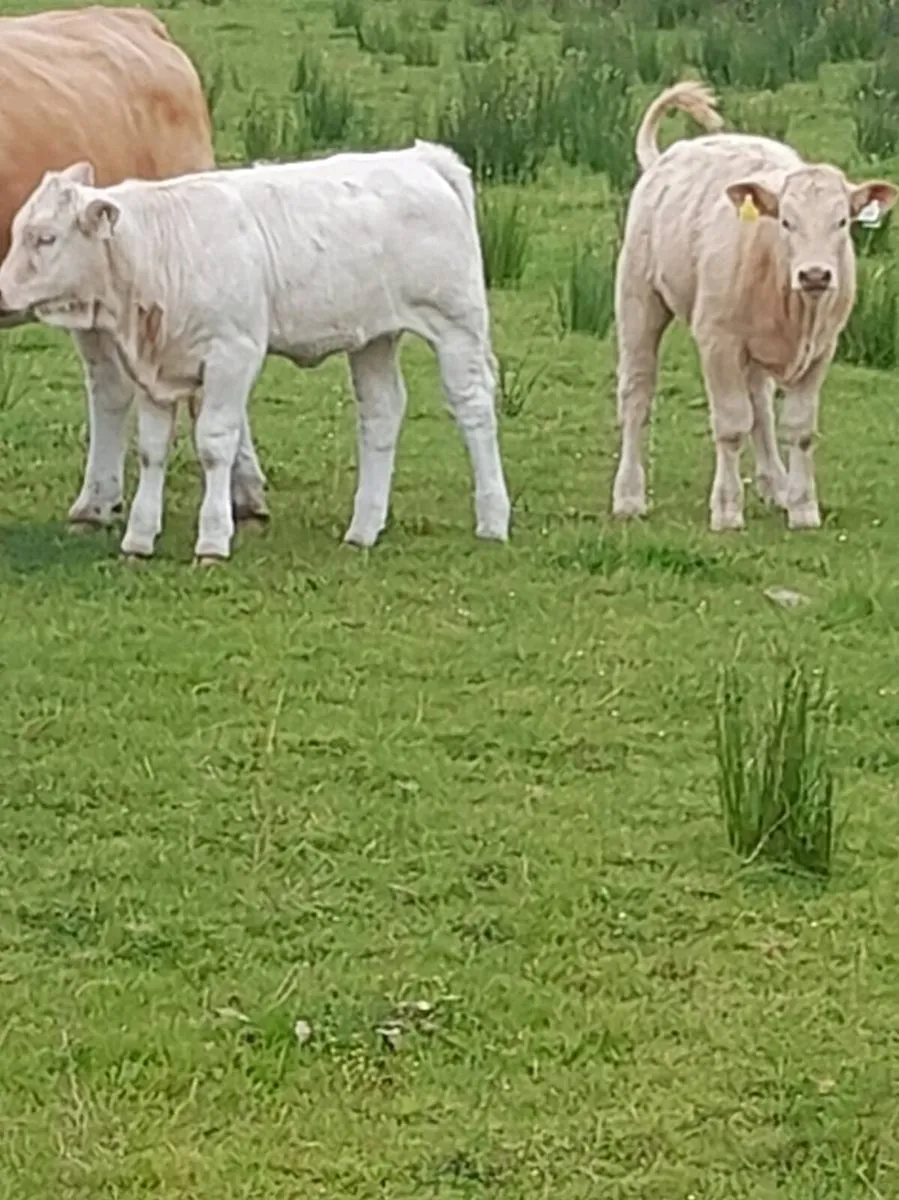 Fully Organic Calves 3 to 6 mths - Image 4
