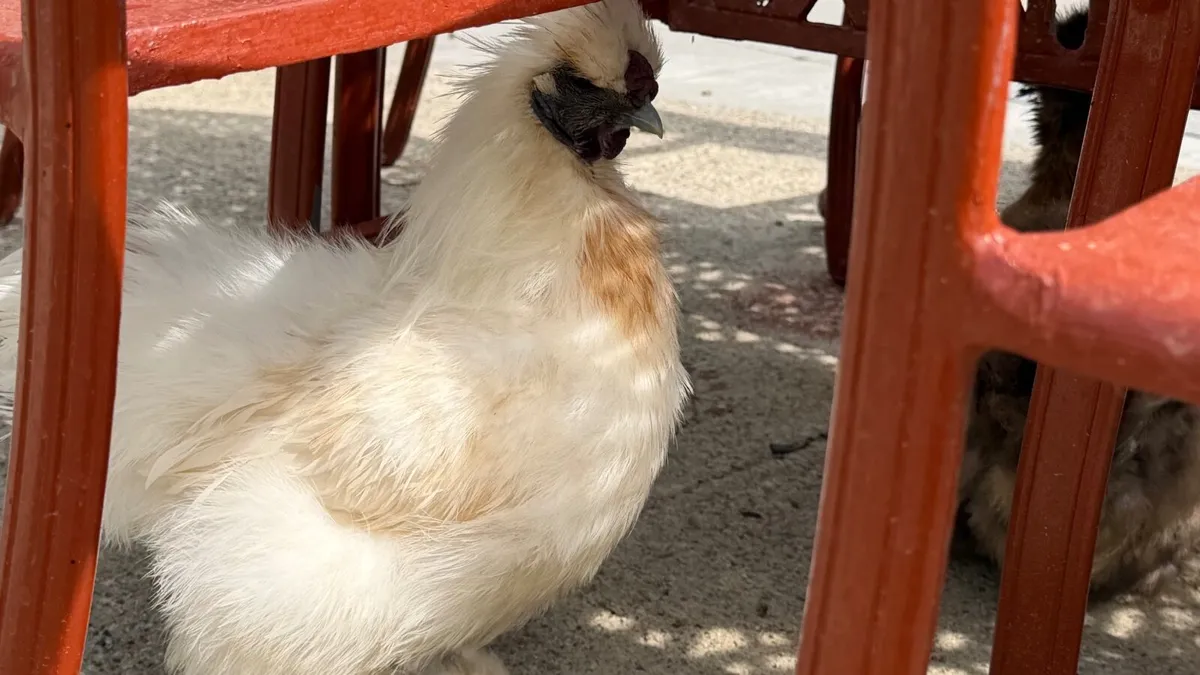Silkie male - Image 1