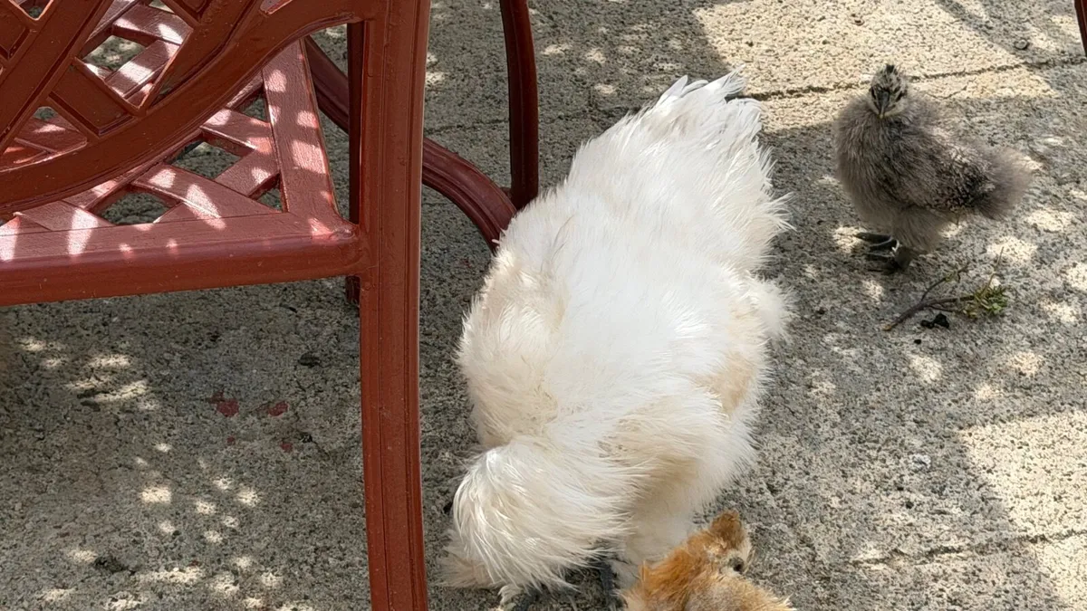Silkie male - Image 2