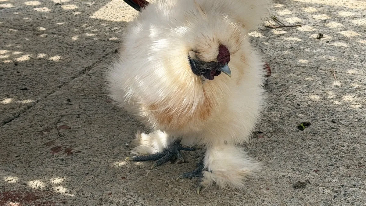 Silkie male - Image 3