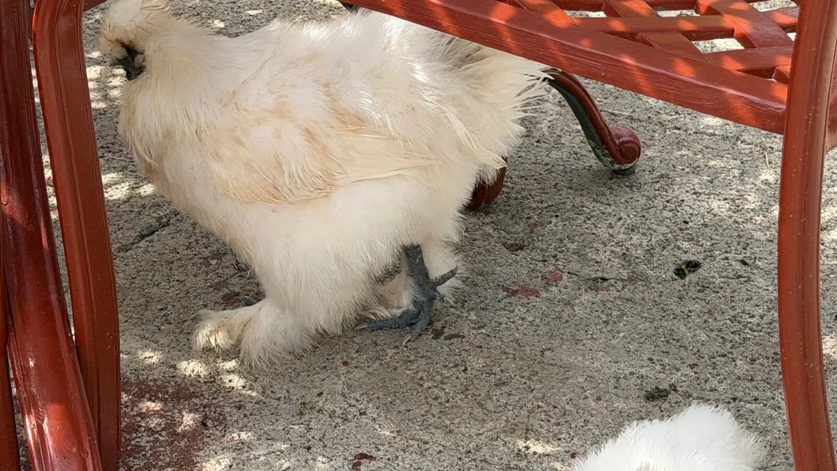 Silkie male - Image 4