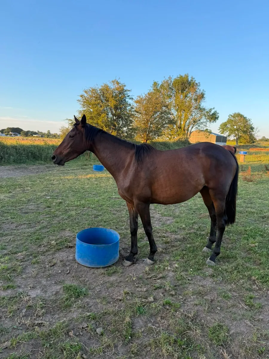 Thoroughbred Horses - Image 4