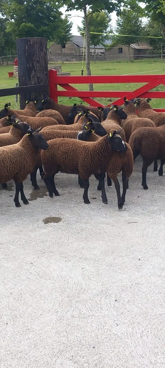 70 Dutch Spotted Ewelambs- for Carnaross Mart - Image 4