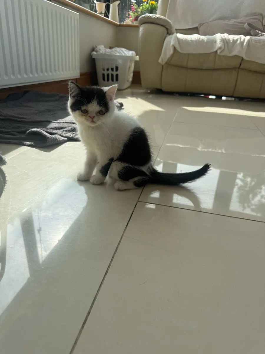 Persian Kittens - Image 2