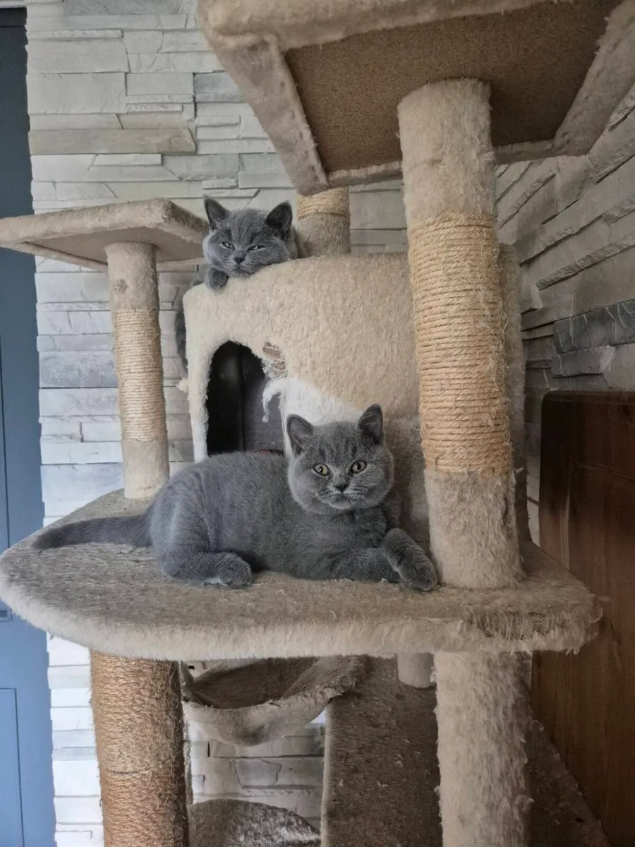 British Shorthair kittens - Image 1