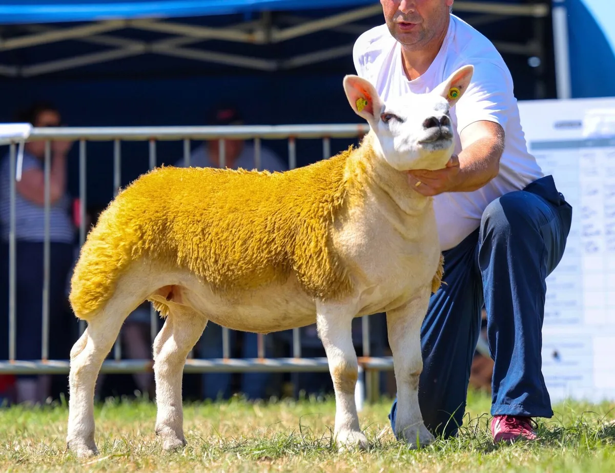 PBR Texel Ewe Lambs. - Image 1