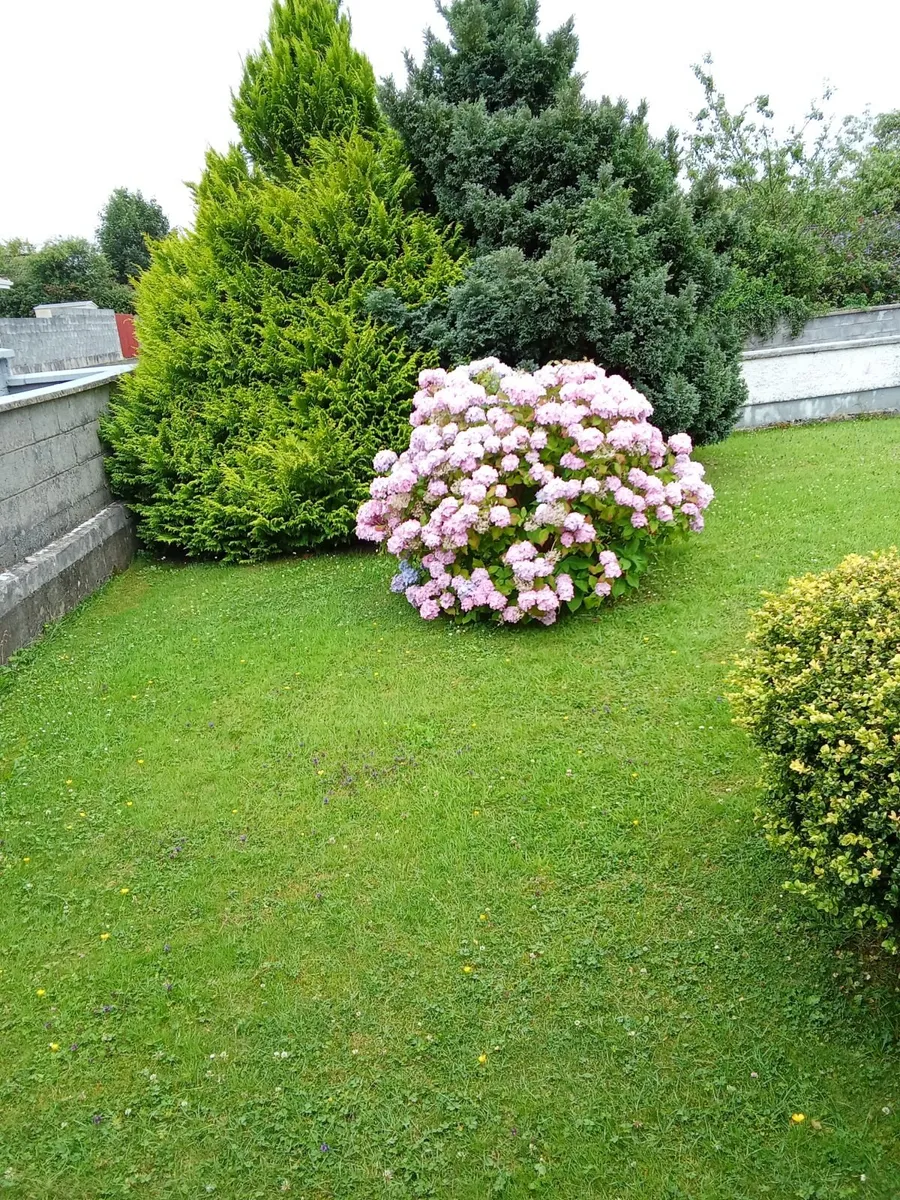 I am  available to cut lawns in the ennis area - Image 2