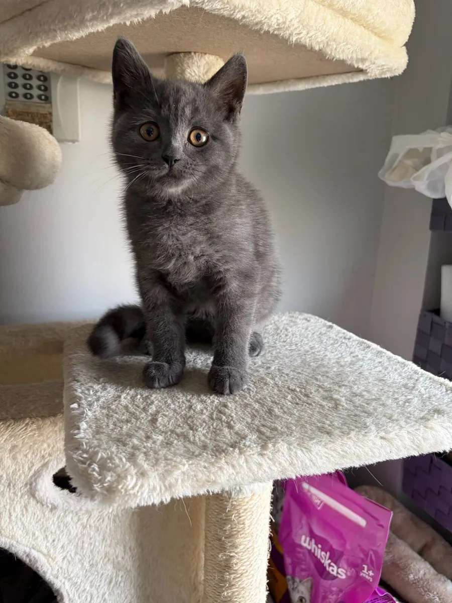 British shorthair kittens - Image 4
