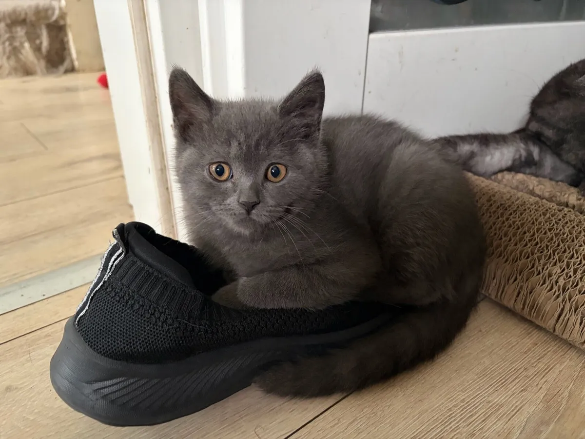 British shorthair kittens - Image 4