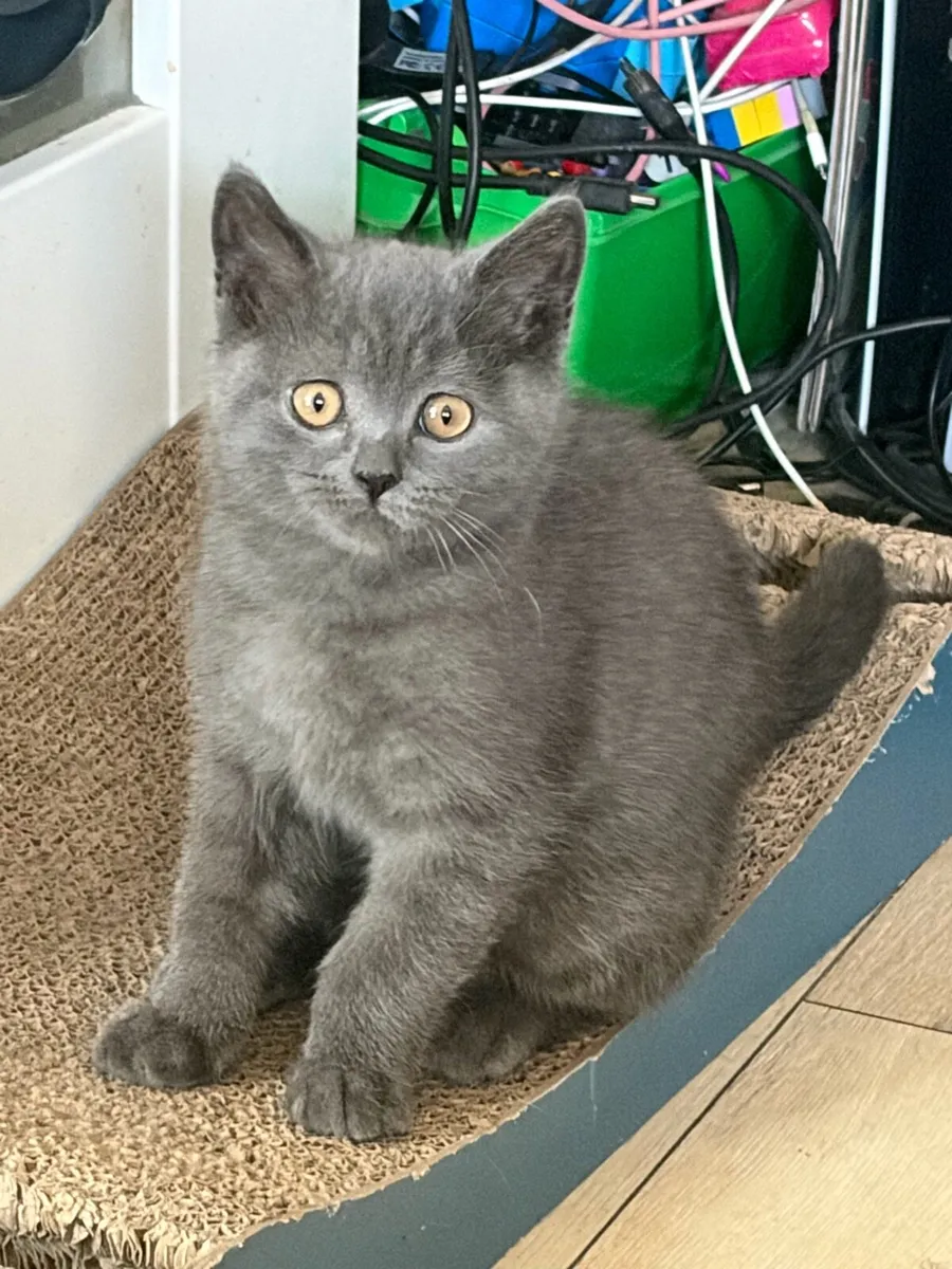 British shorthair kittens - Image 3