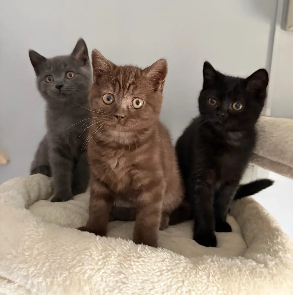 British shorthair kittens - Image 1