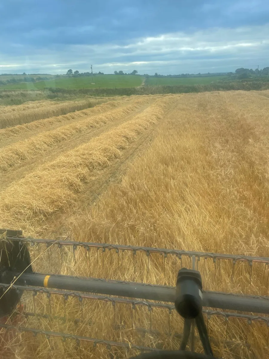 Hay and straw for sale - Image 2