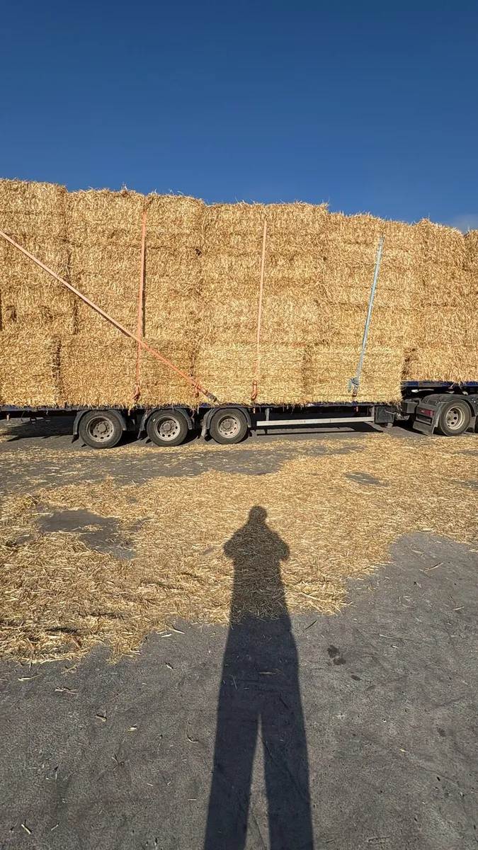 Pre chopped wheat straw in 8x4x3s - Image 3