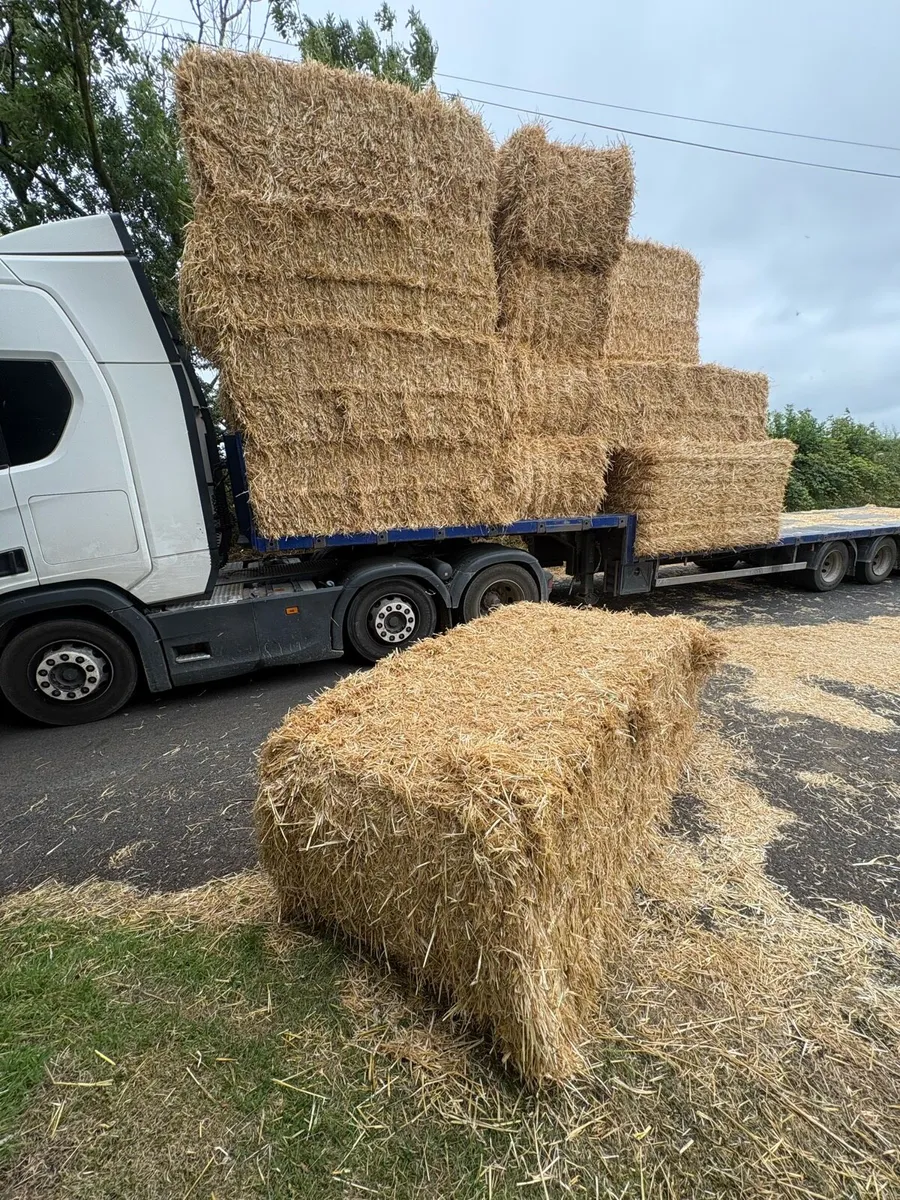 Pre chopped wheat straw in 8x4x3s - Image 4