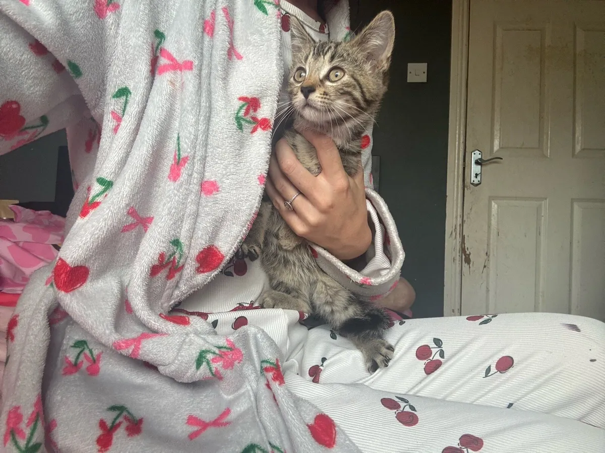 Kitten - Image 2