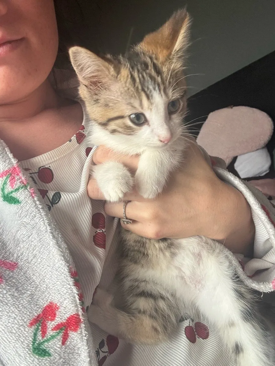 Kitten - Image 3