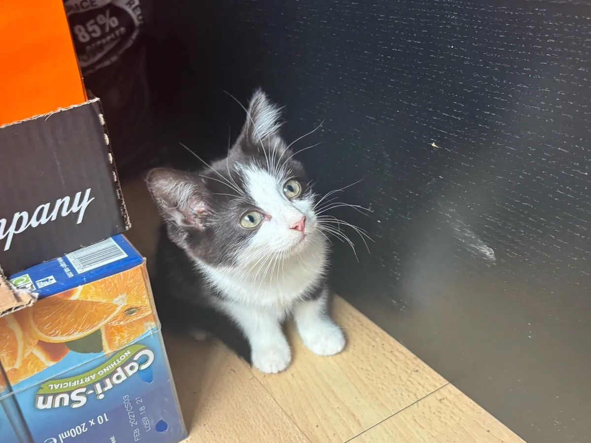 Kitten - Image 1