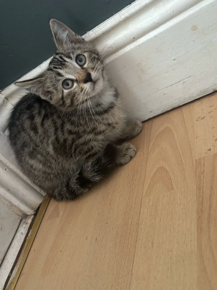 Kitten - Image 4