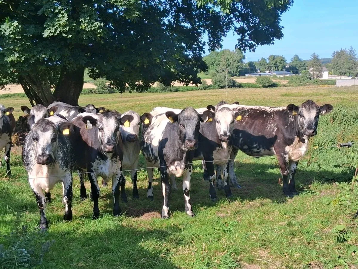 16 exceptional blue coloured and limousin heifers - Image 4