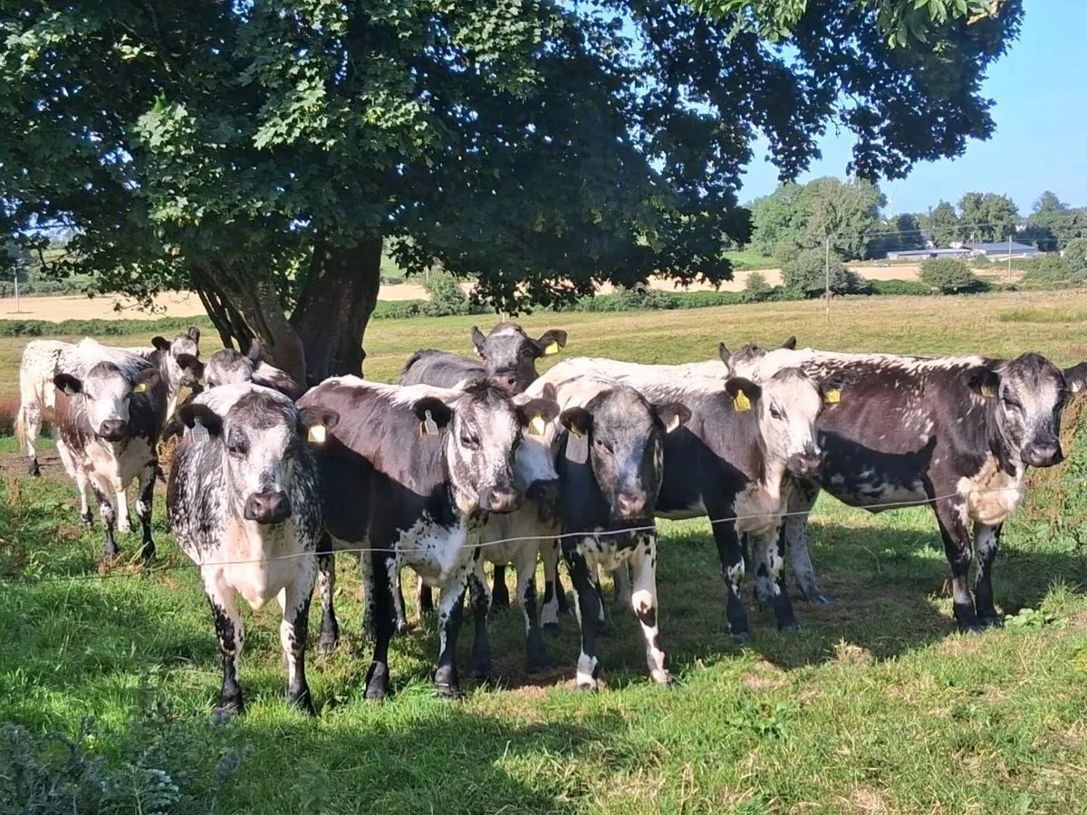16 exceptional blue coloured and limousin heifers - Image 2