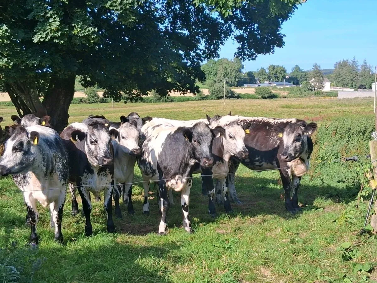 16 exceptional blue coloured and limousin heifers - Image 3