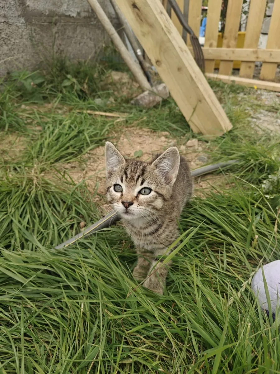 Tabby kittens - Image 2
