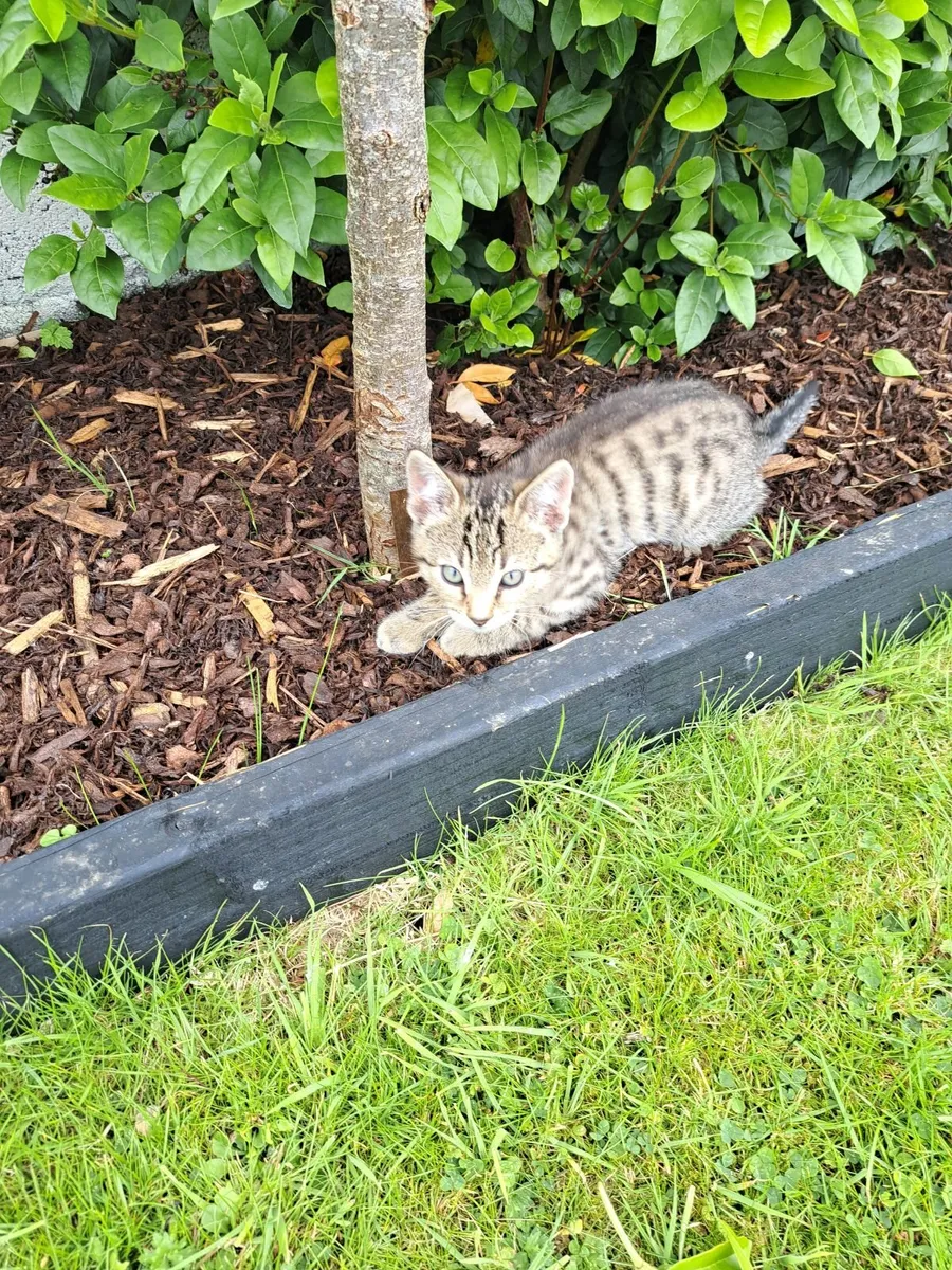 Tabby kittens - Image 3