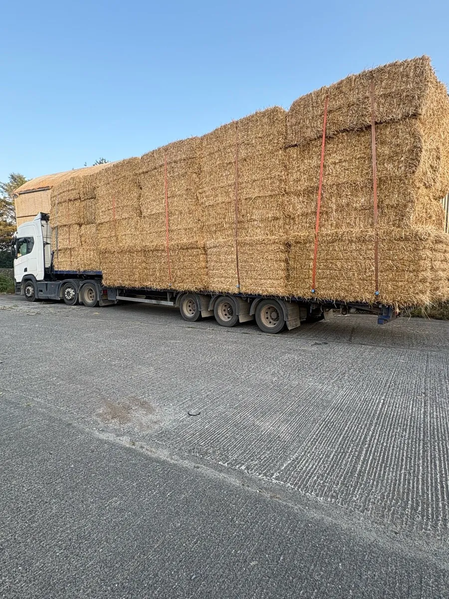 Barley&wheat straw available in 8x4x3s - Image 4