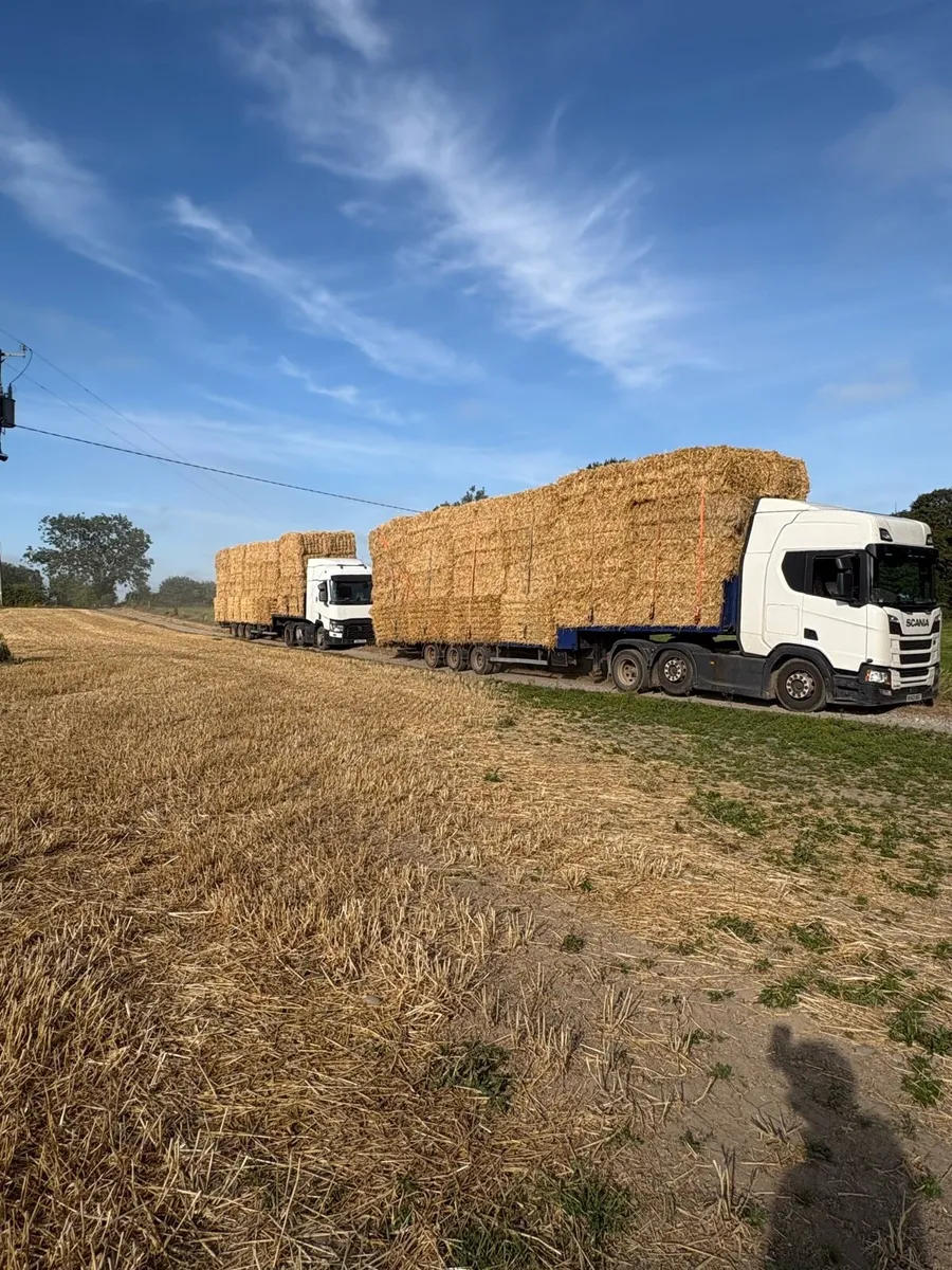 Barley&wheat straw available in 8x4x3s - Image 1