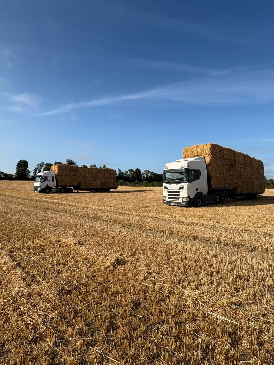 Barley&wheat straw available in 8x4x3s - Image 2