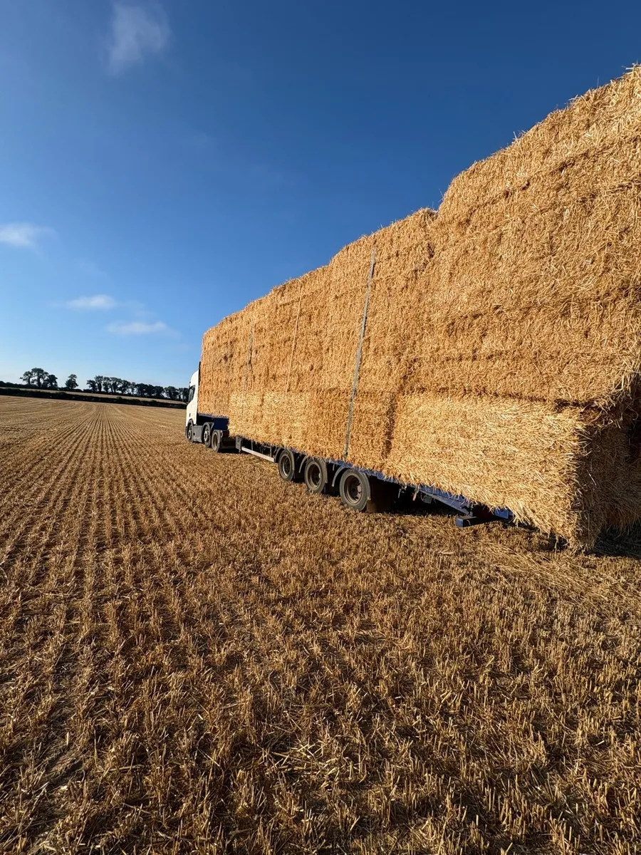 Barley&wheat straw available in 8x4x3s - Image 3