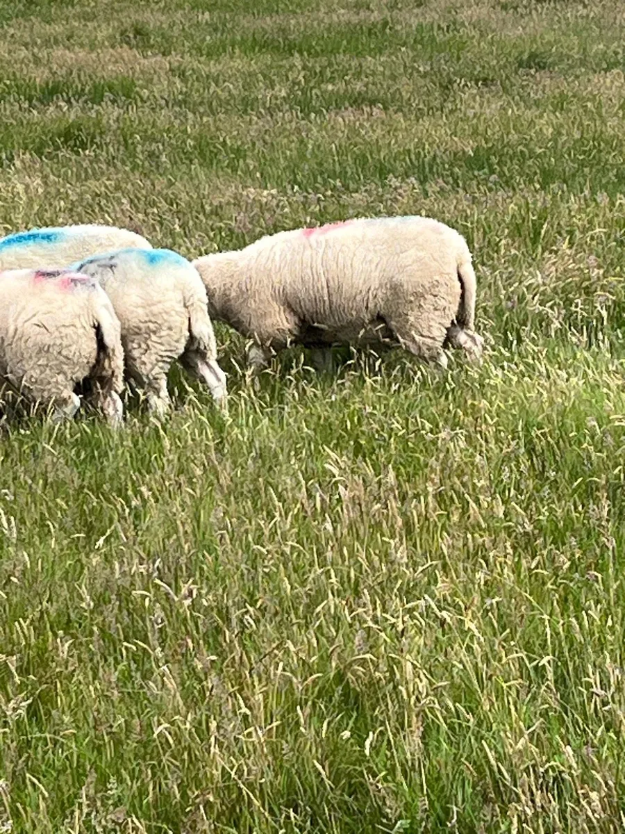 Pb belclare ewe lambs - Image 3