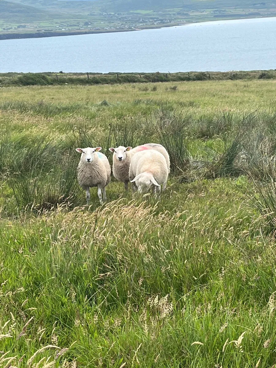 Pb belclare ewe lambs - Image 4